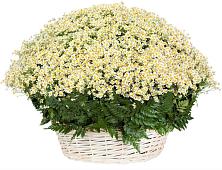 Цветочная композиция из Ромашки в корзине #REPLACE_PRED# Троицкое